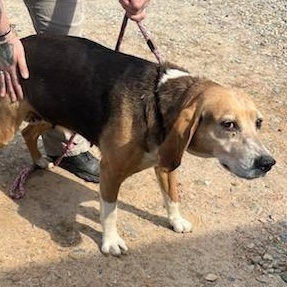 Enlarge Miss Maam, a ADOPTABLE American Foxhound in Cumberland , VA image 2/2