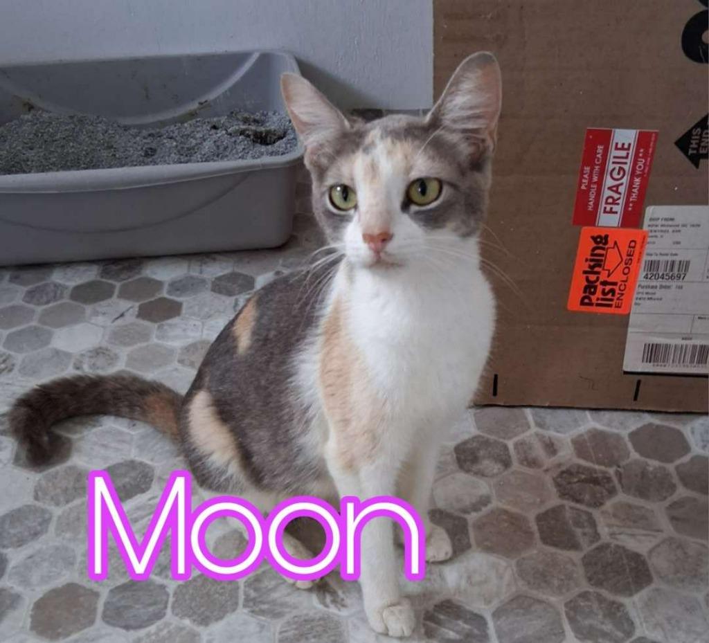 Enlarge Moon, a Adoptable Domestic Short Hair in Hillsboro, OH image 1/2