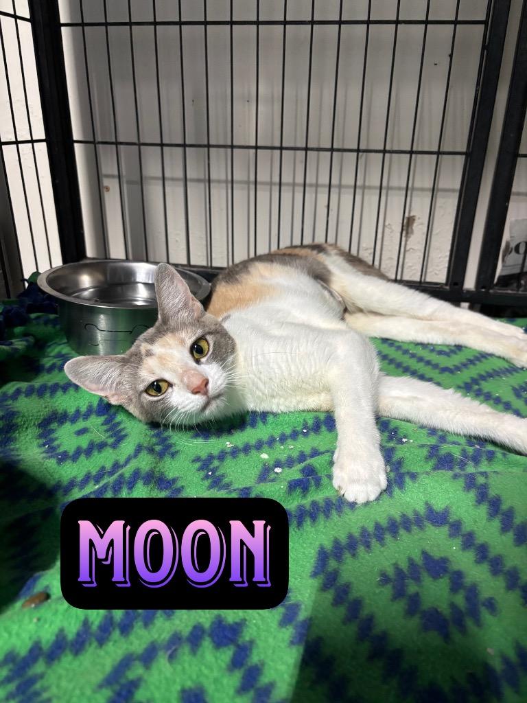 Enlarge Moon, a Adoptable Domestic Short Hair in Hillsboro, OH image 2/2