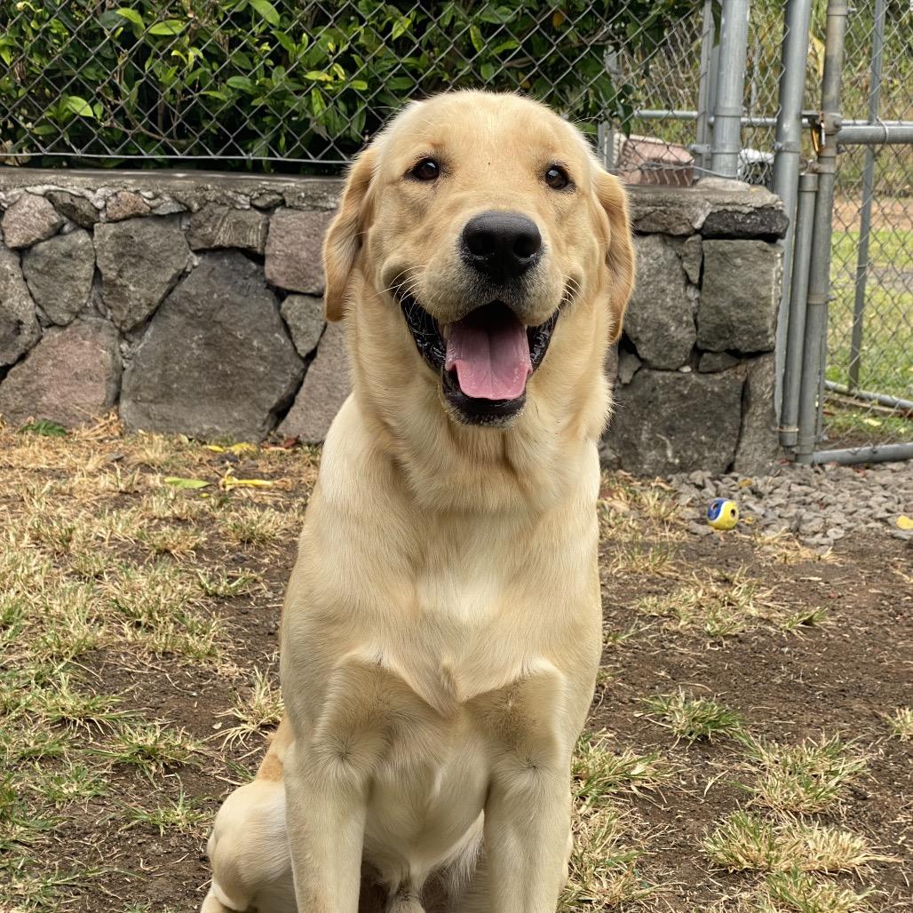 Junior, Adoptable, Young Male Yellow Labrador Retriever.