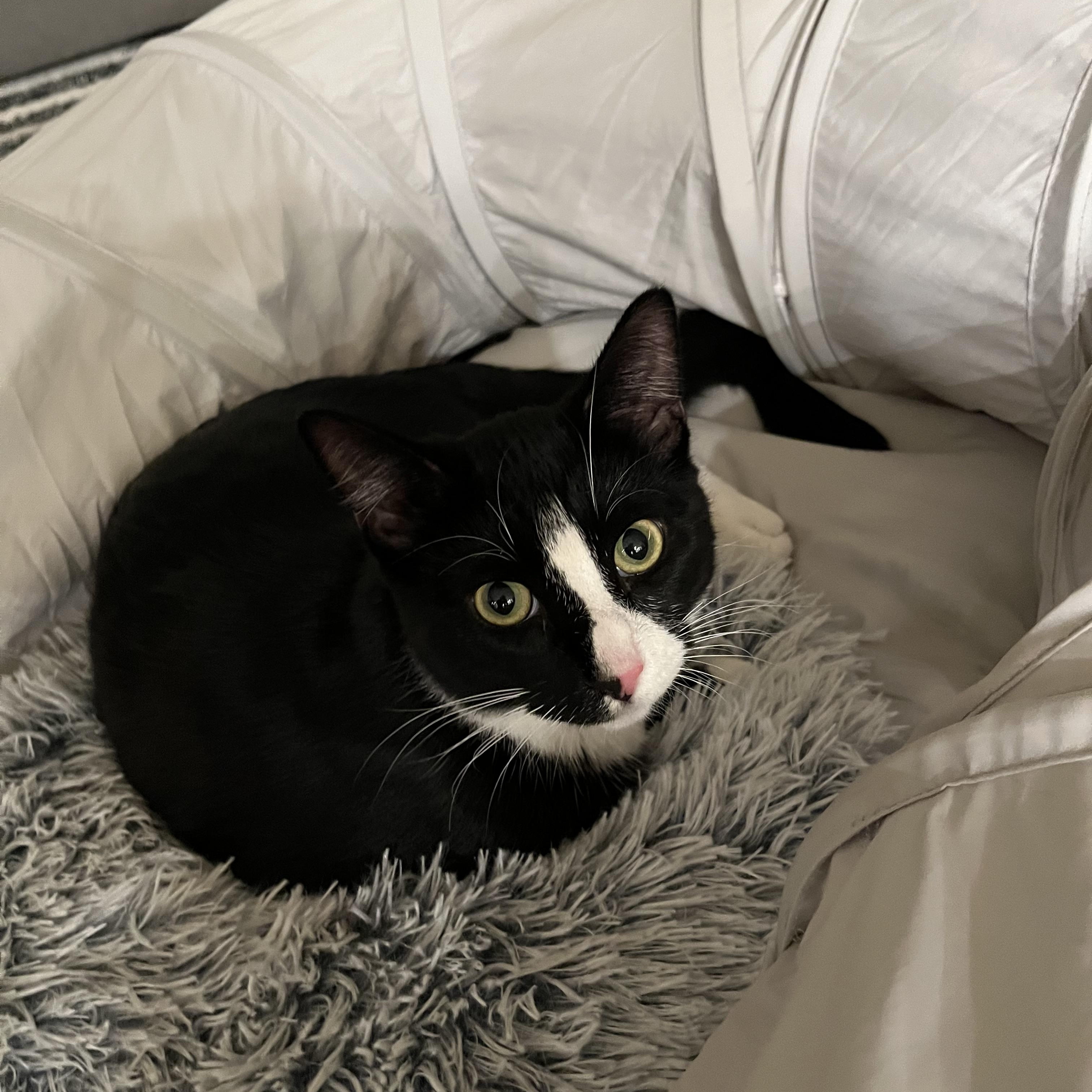 Zahara, Adoptable, Young Female Domestic Medium Hair.