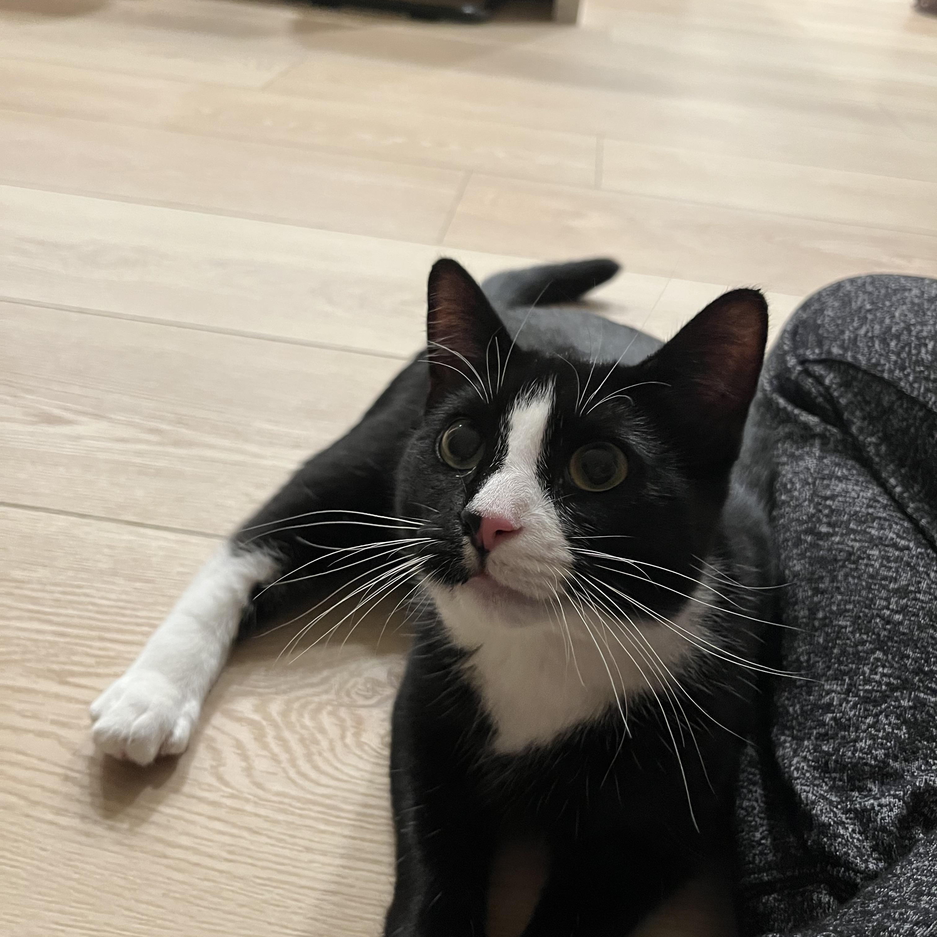 Enlarge Zahara, a Adoptable Domestic Medium Hair in Las Vegas, NV image 2/5