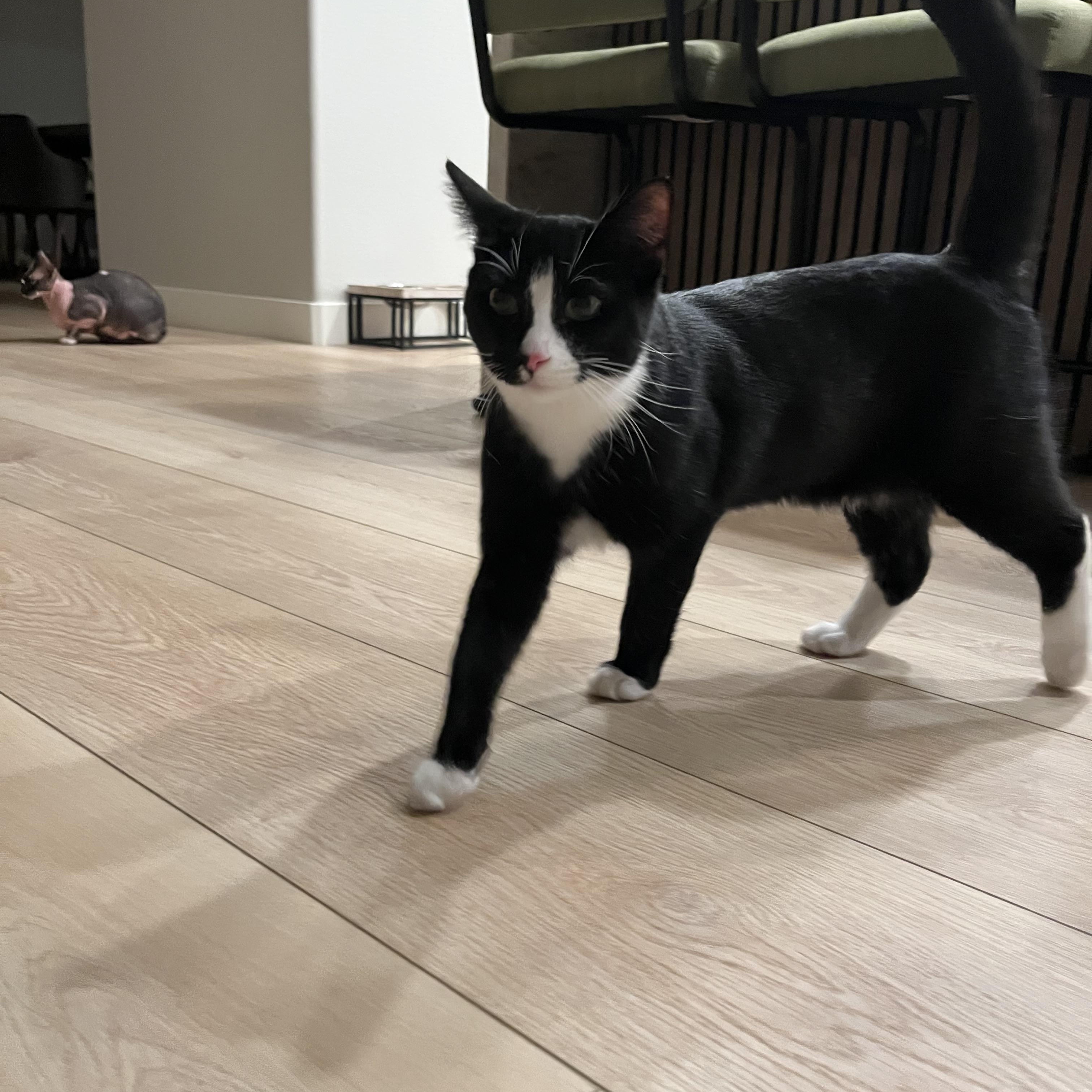 Enlarge Zahara, a Adoptable Domestic Medium Hair in Las Vegas, NV image 3/5