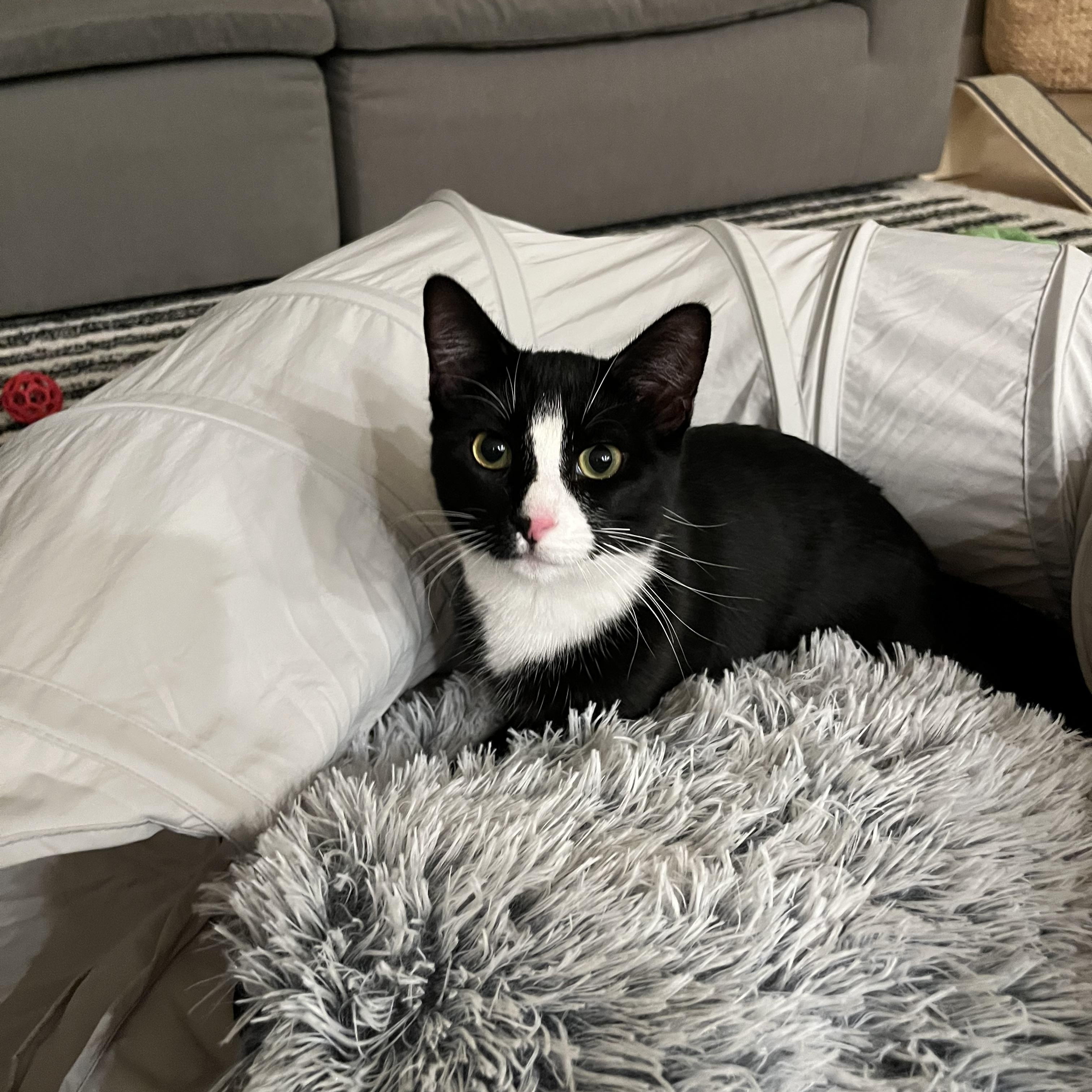 Enlarge Zahara, a Adoptable Domestic Medium Hair in Las Vegas, NV image 4/5