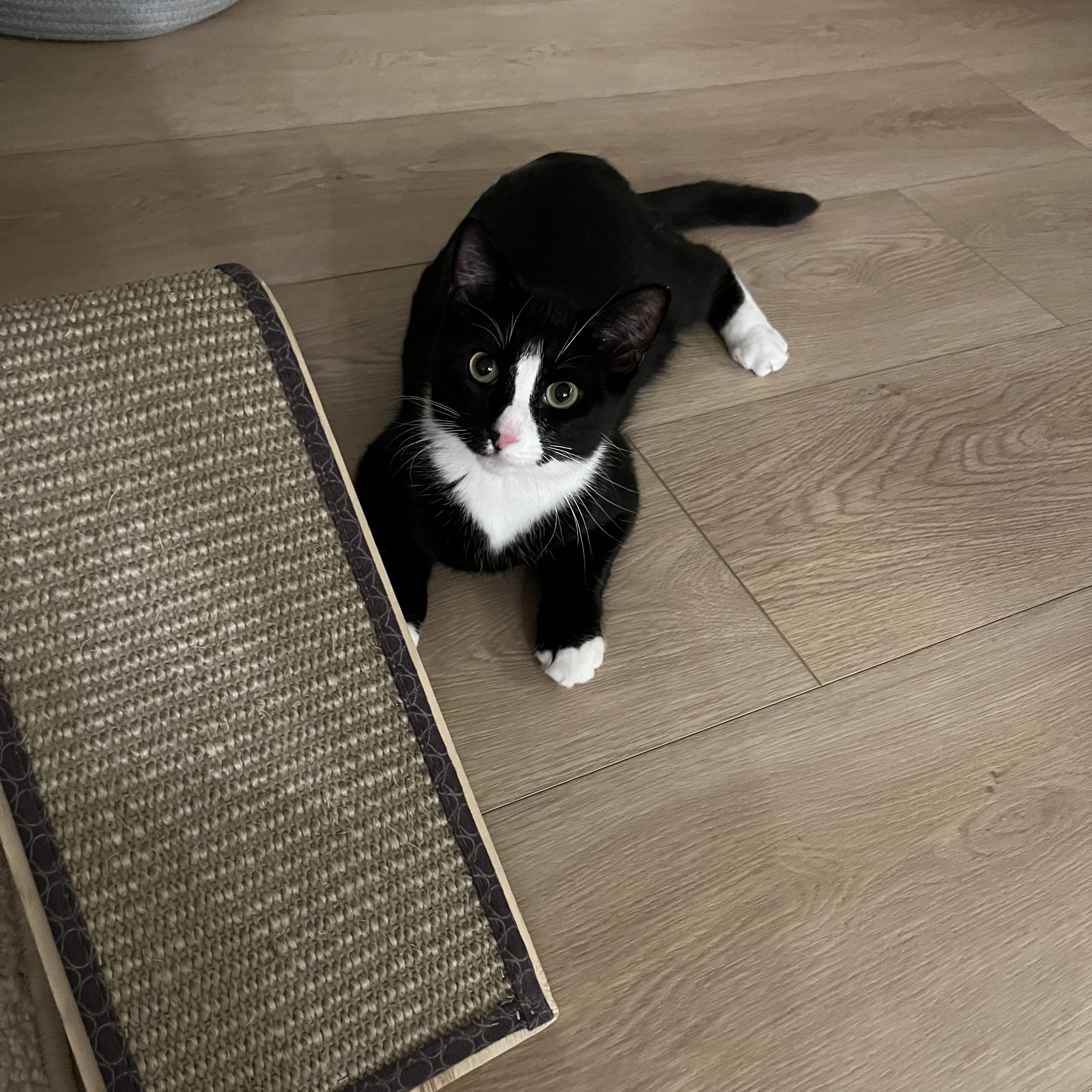 Enlarge Zahara, a Adoptable Domestic Medium Hair in Las Vegas, NV image 5/5