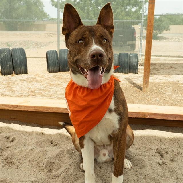ERNIE, Adoptable, Adult Male Siberian Husky & Mixed Breed.