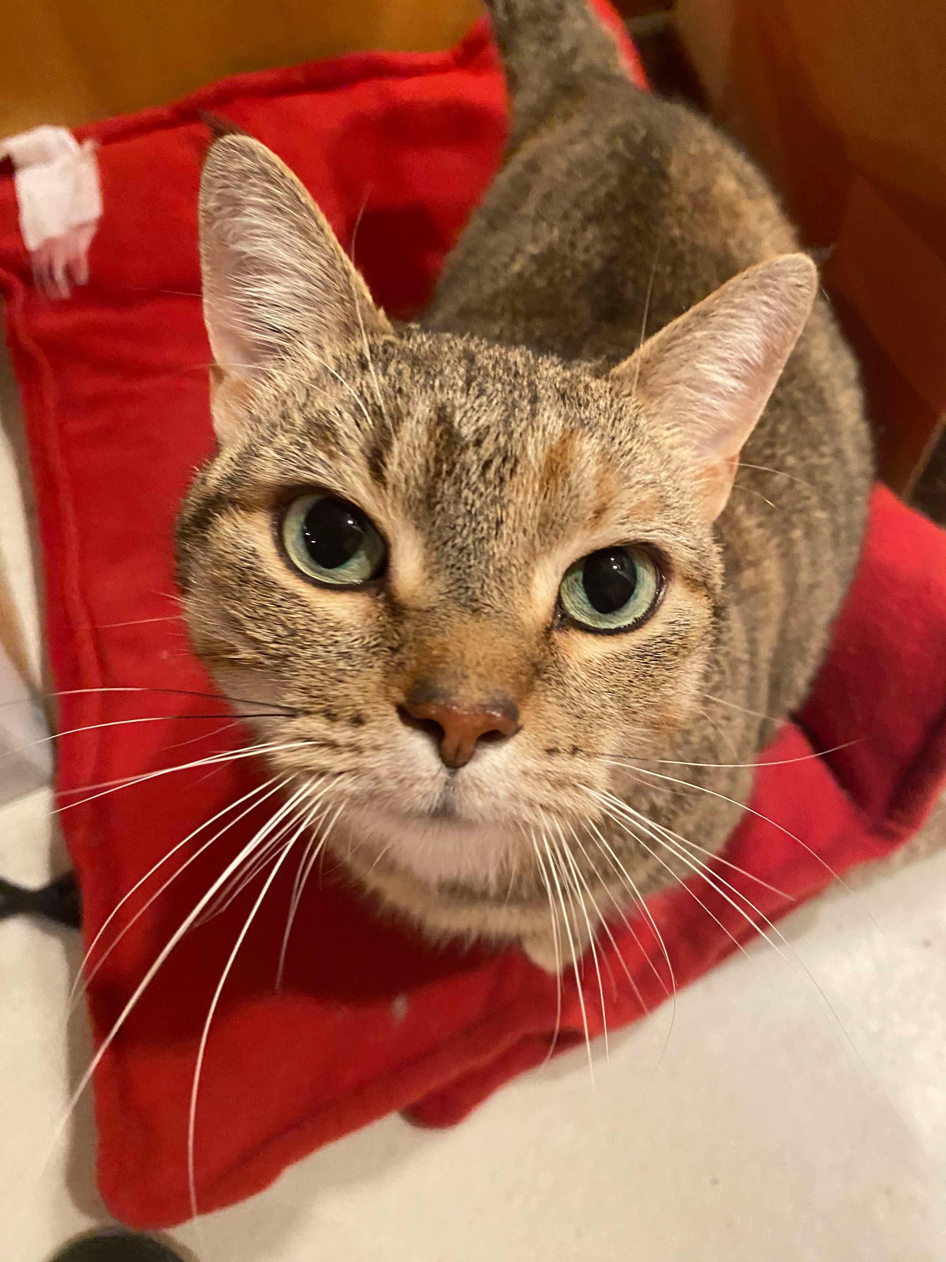 Kristin Wiig, a Adoptable Domestic Short Hair in Winnipeg, MB image 1/4