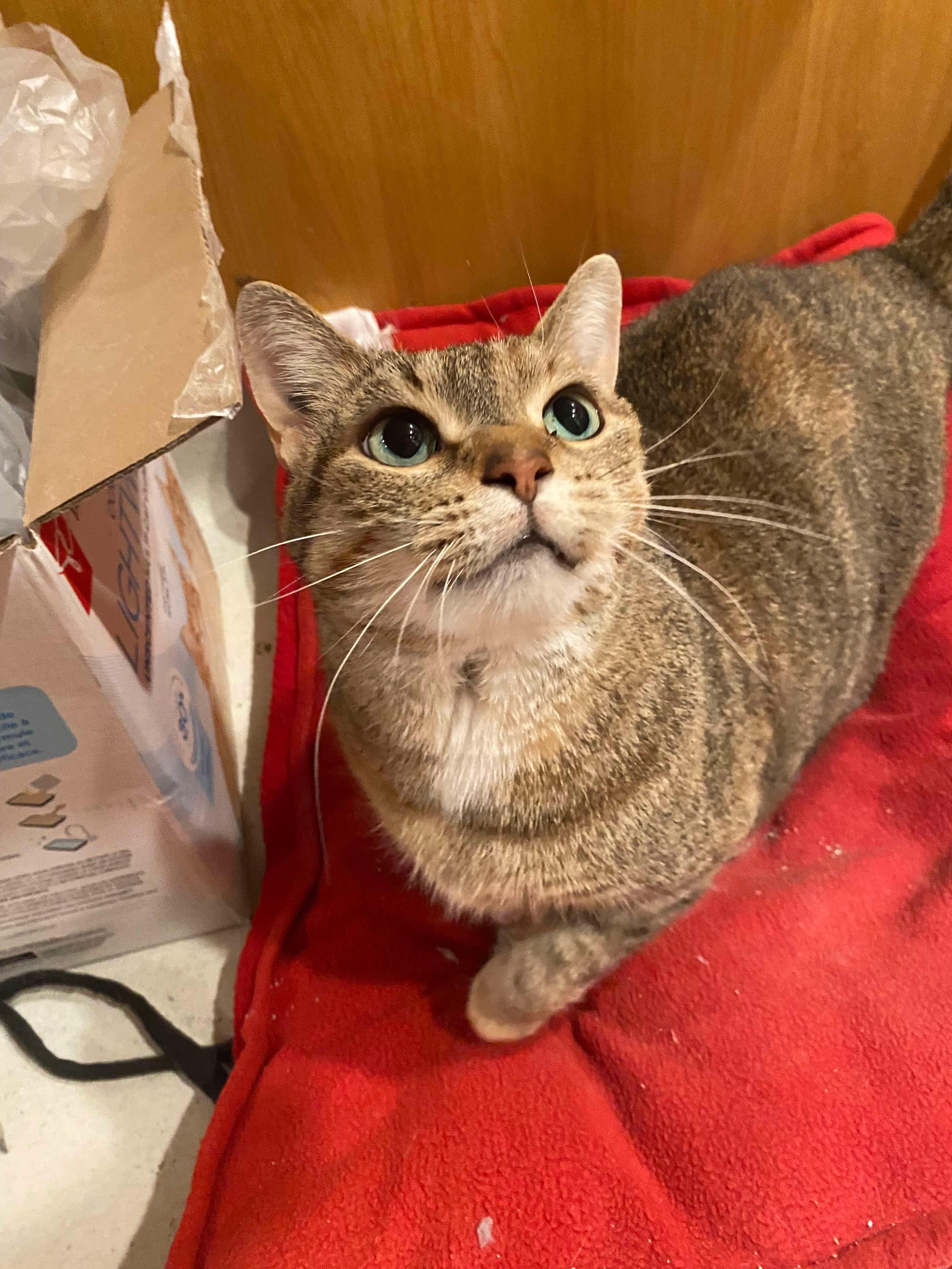 Kristin Wiig, a Adoptable Domestic Short Hair in Winnipeg, MB image 2/4