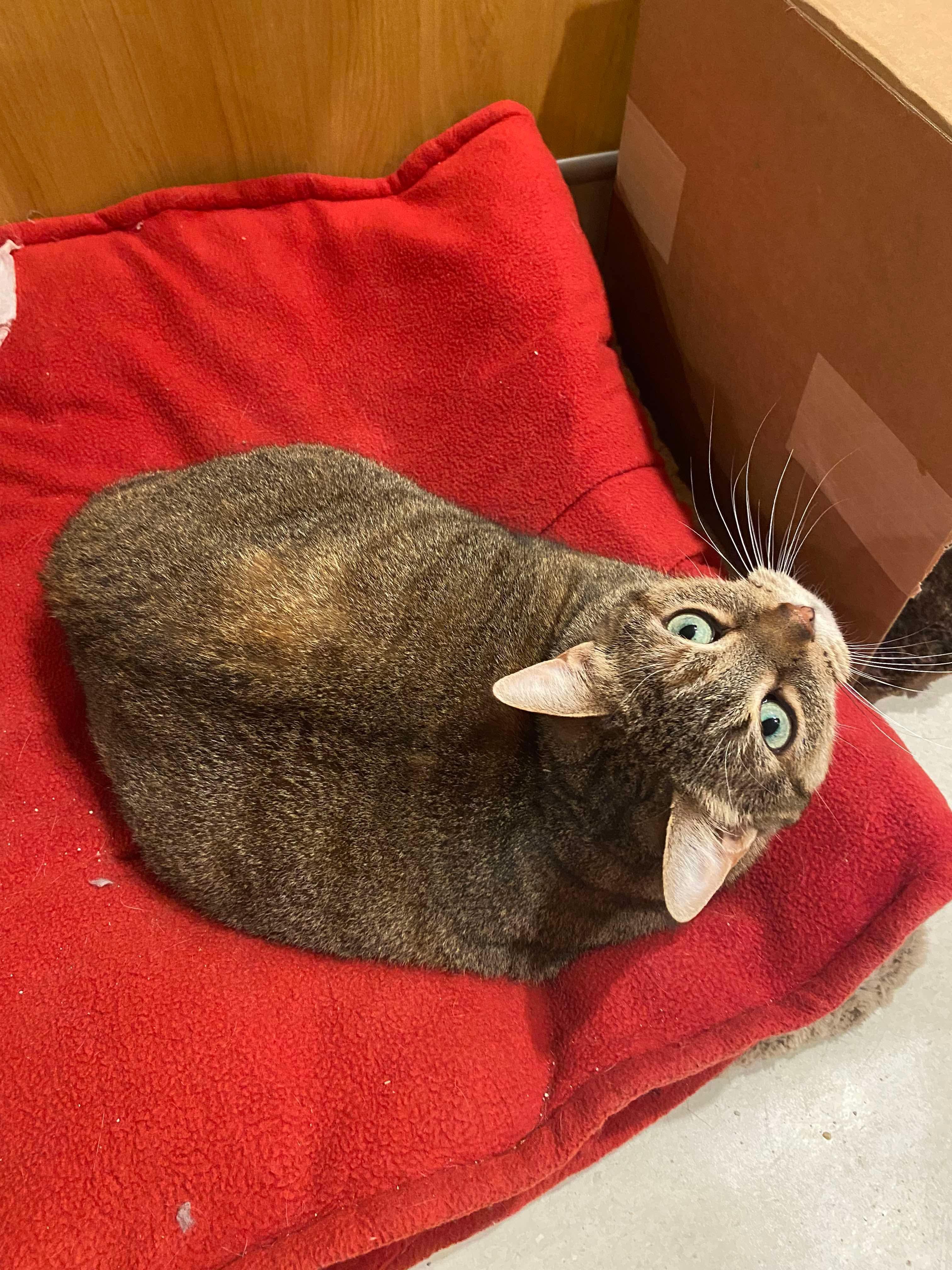 Kristin Wiig, a Adoptable Domestic Short Hair in Winnipeg, MB image 4/4