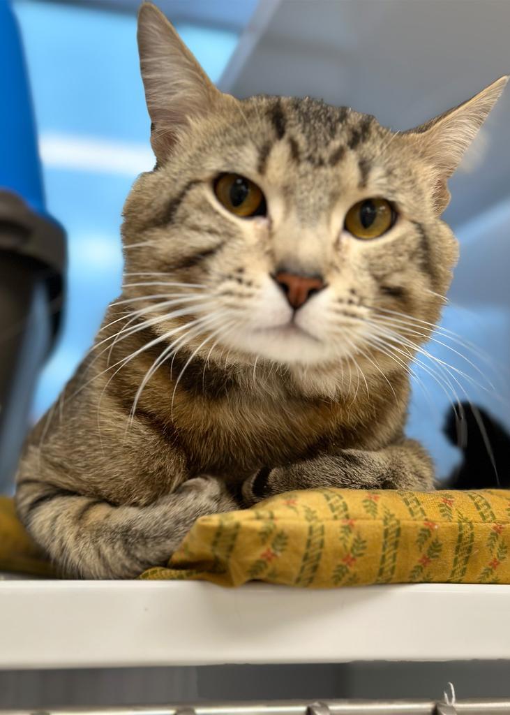 Tito Asa, a Adopted mixed breed in Saint Paul, MN image 1/3