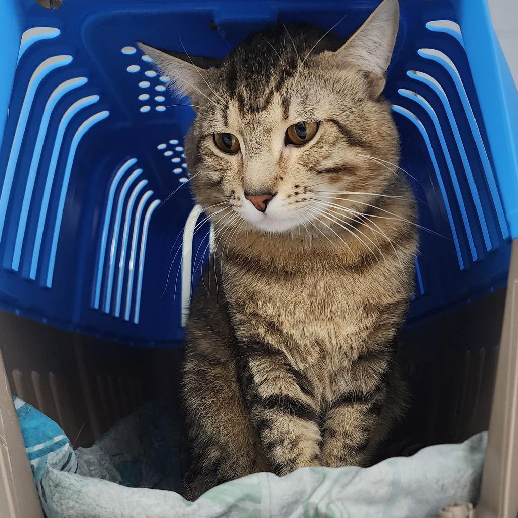 Tito Asa, a Adopted mixed breed in Saint Paul, MN image 2/3