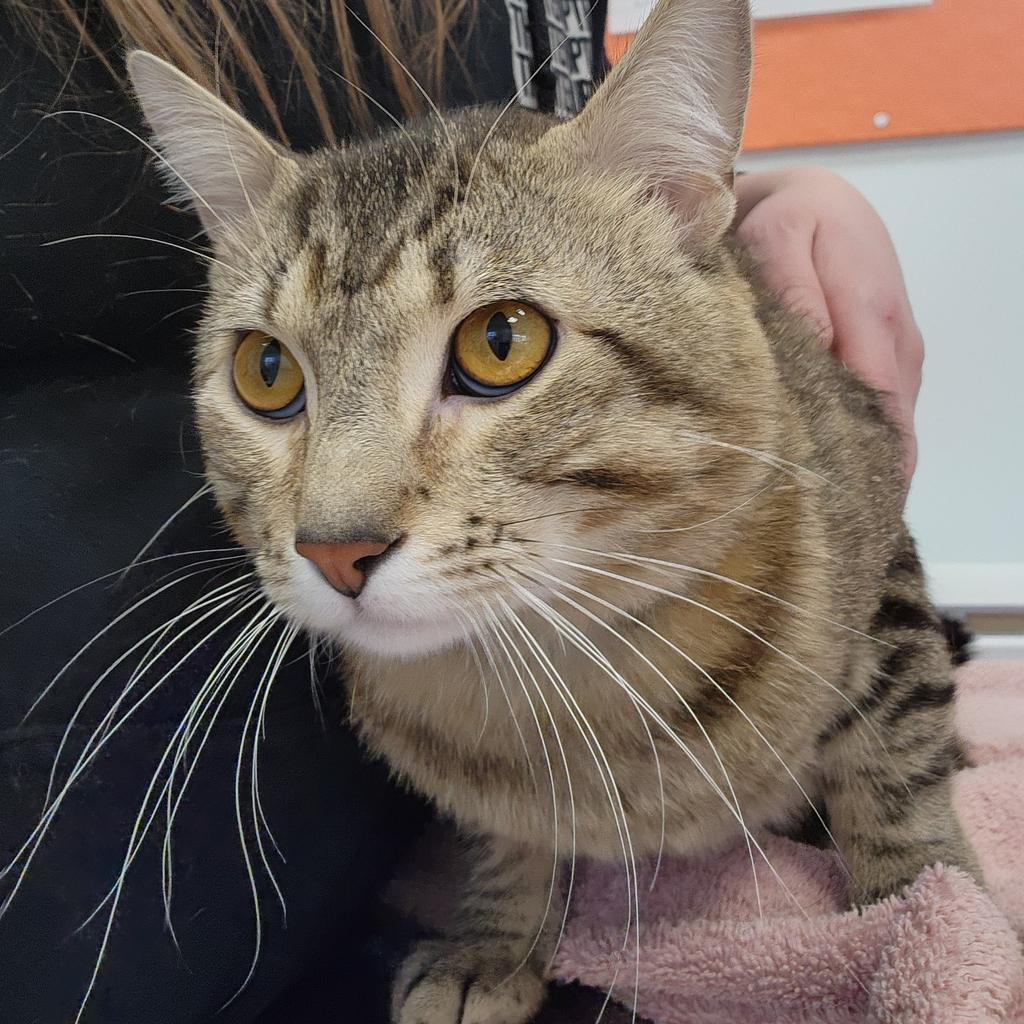 Tito Asa, a Adopted mixed breed in Saint Paul, MN image 3/3