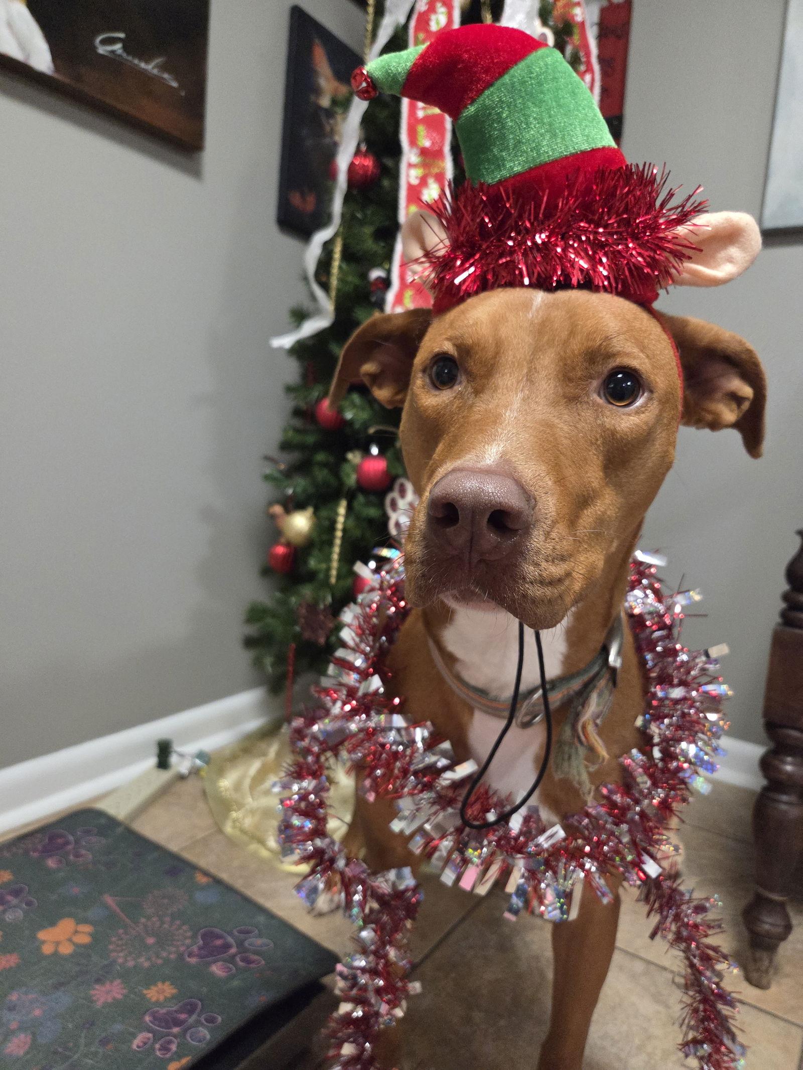 Tina, Adoptable, Young Female Vizsla & Greyhound.