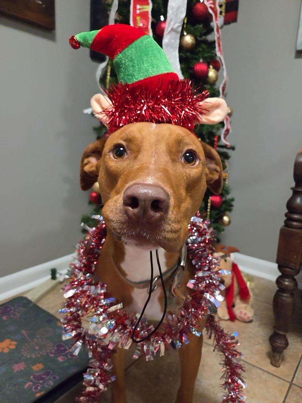 Tina, a Adoptable mixed breed in Magnolia Springs, AL image 2/3