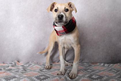 Bounce, Adoptable, Puppy Female Mountain Cur & Mixed Breed.