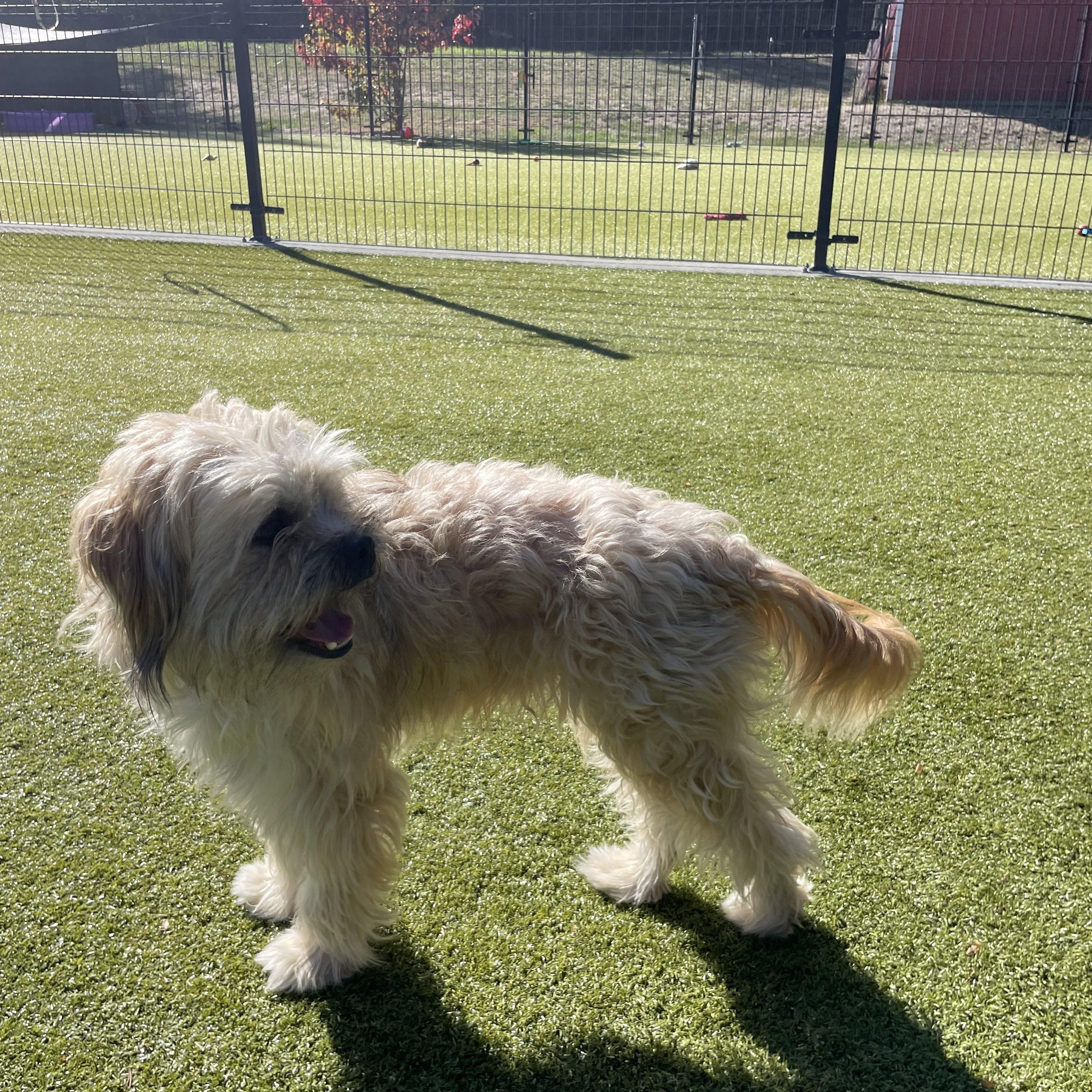 Enlarge Teddy, a Adopted mixed breed in Friday Harbor, WA image 2/4