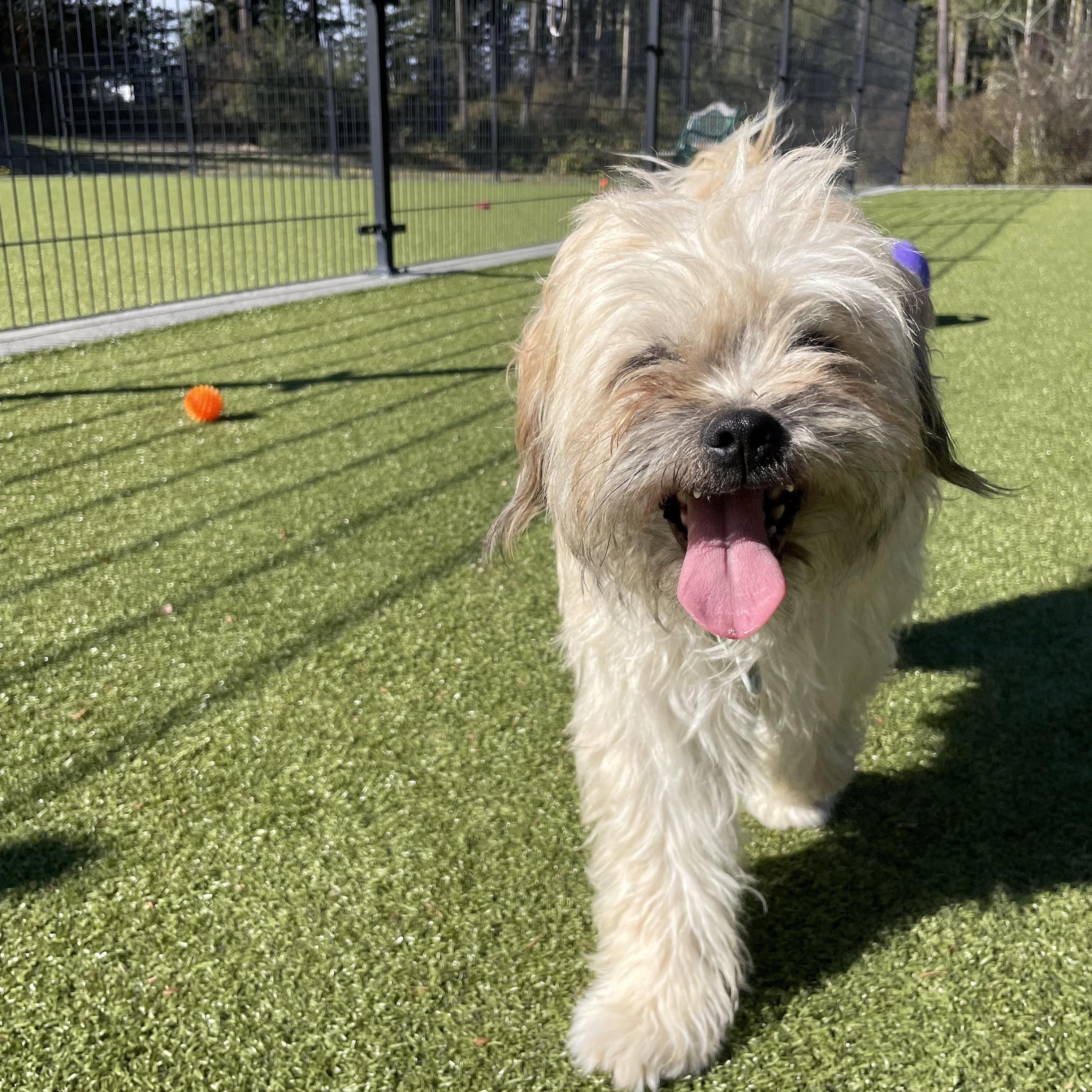 Teddy, Adopted, Adult Male Terrier.