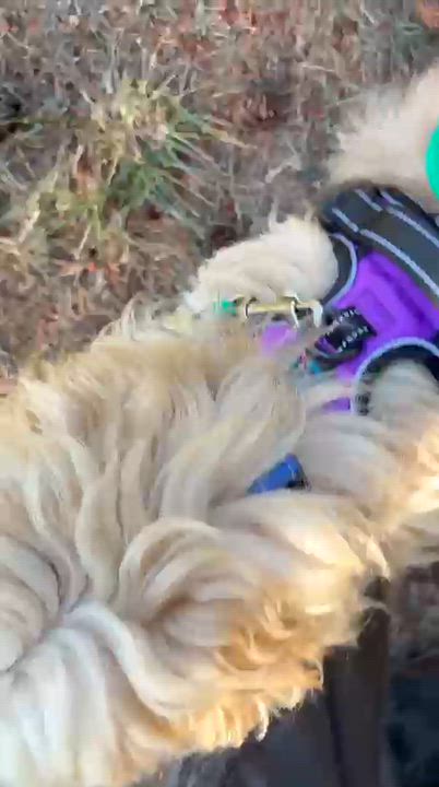 Enlarge Teddy, a Adopted mixed breed in Friday Harbor, WA video 4/4