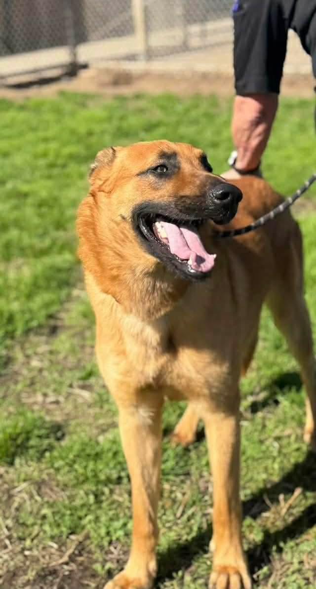 Enlarge Archer, a ADOPTABLE mixed breed in Modesto , CA image 3/3