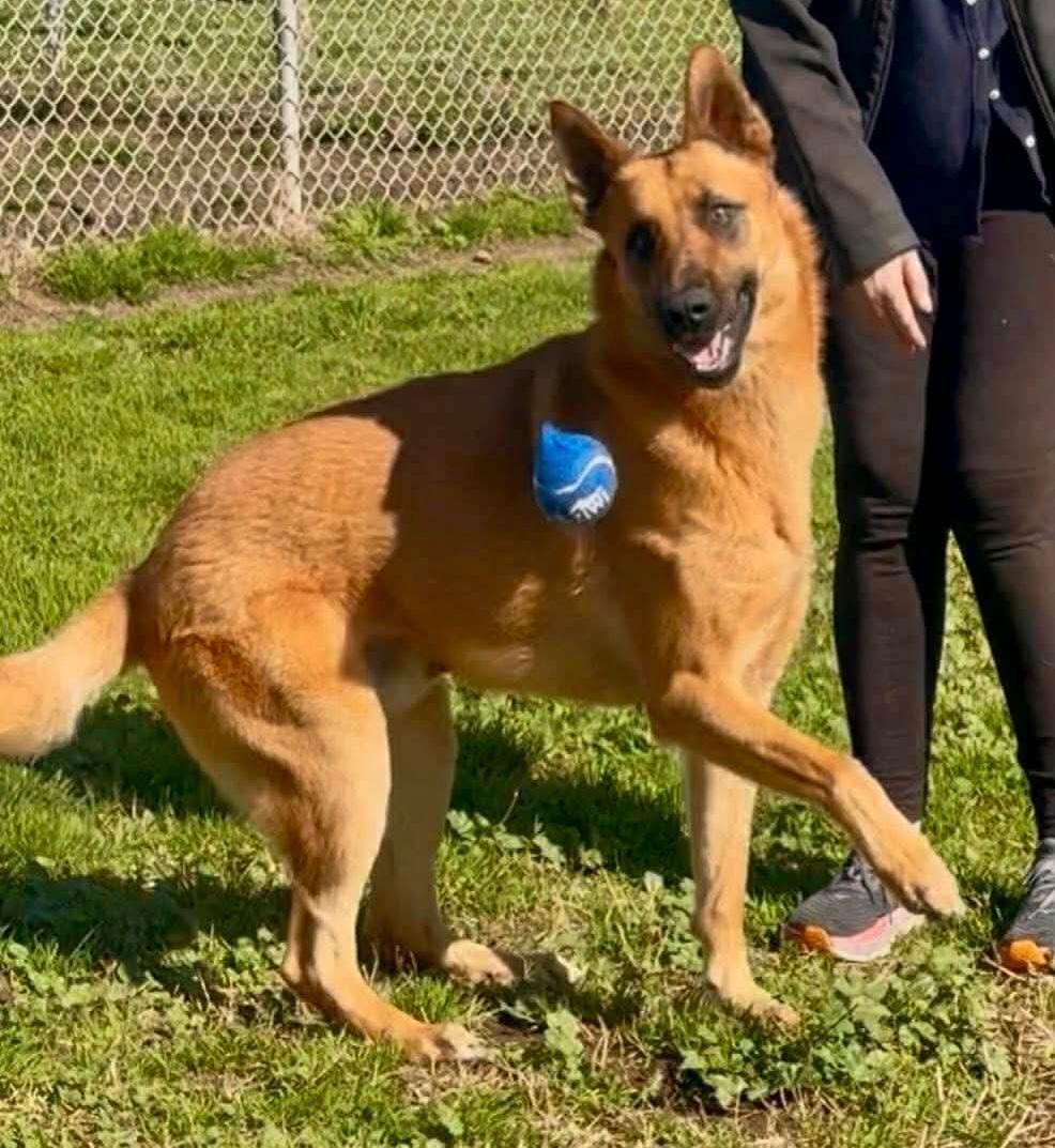 Enlarge Archer, a ADOPTABLE mixed breed in Modesto , CA image 1/3
