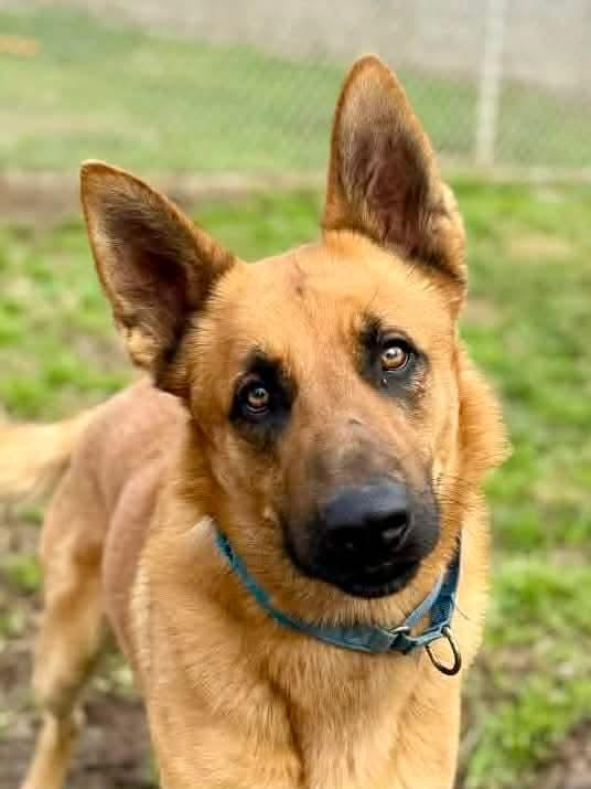 Enlarge Archer, a ADOPTABLE mixed breed in Modesto , CA image 2/3