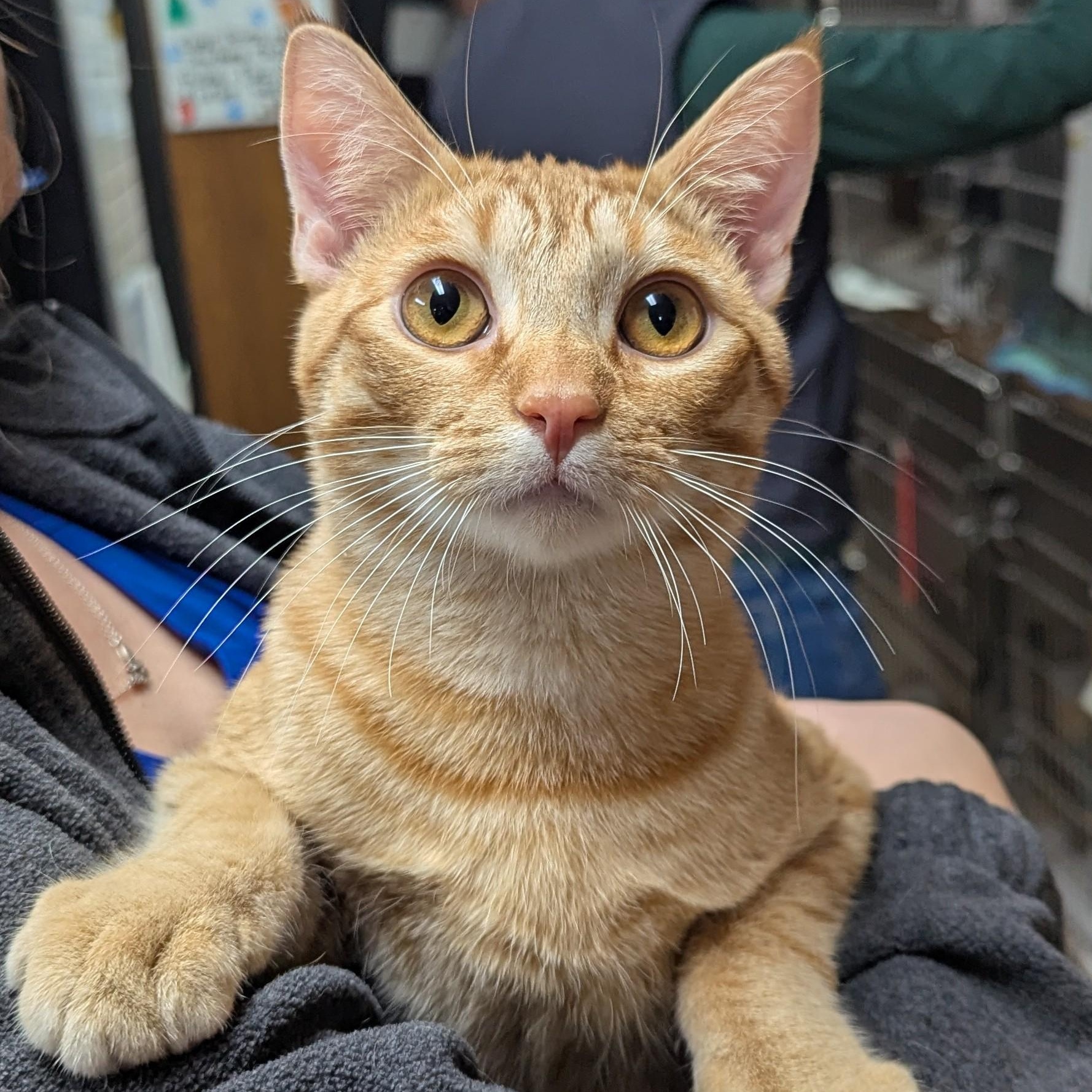 Enlarge Ka-Chow!, a ADOPTABLE Domestic Short Hair in Dickinson, ND image 1/1