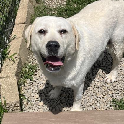 Balee, ADOPTABLE, Adult Female Mixed Breed & Yellow Labrador Retriever.