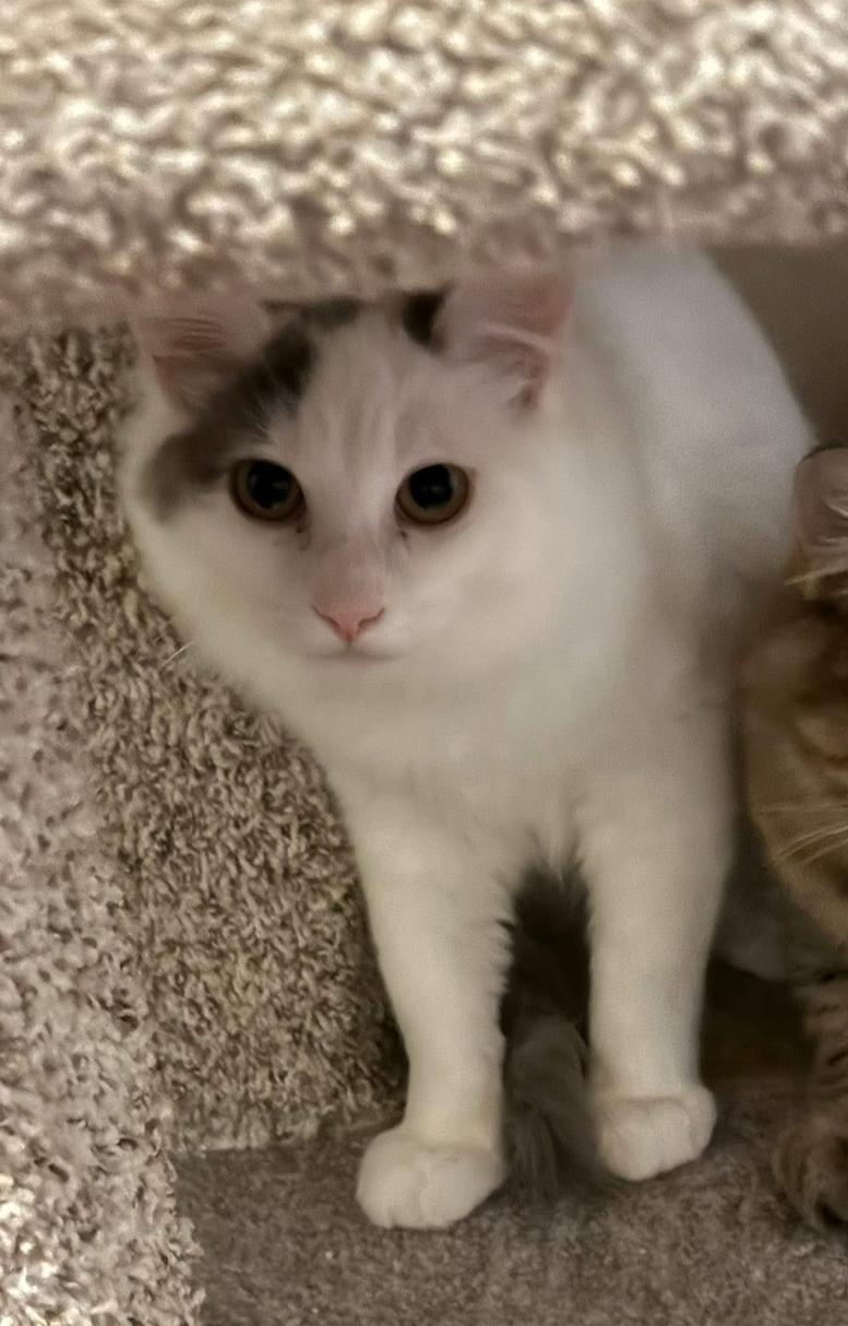 Gray, ADOPTABLE, Young Male Domestic Medium Hair.