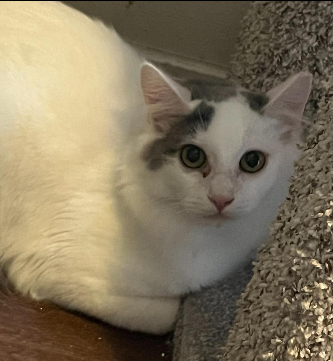 Enlarge Gray, a ADOPTABLE mixed breed in Marysville, WA image 2/2