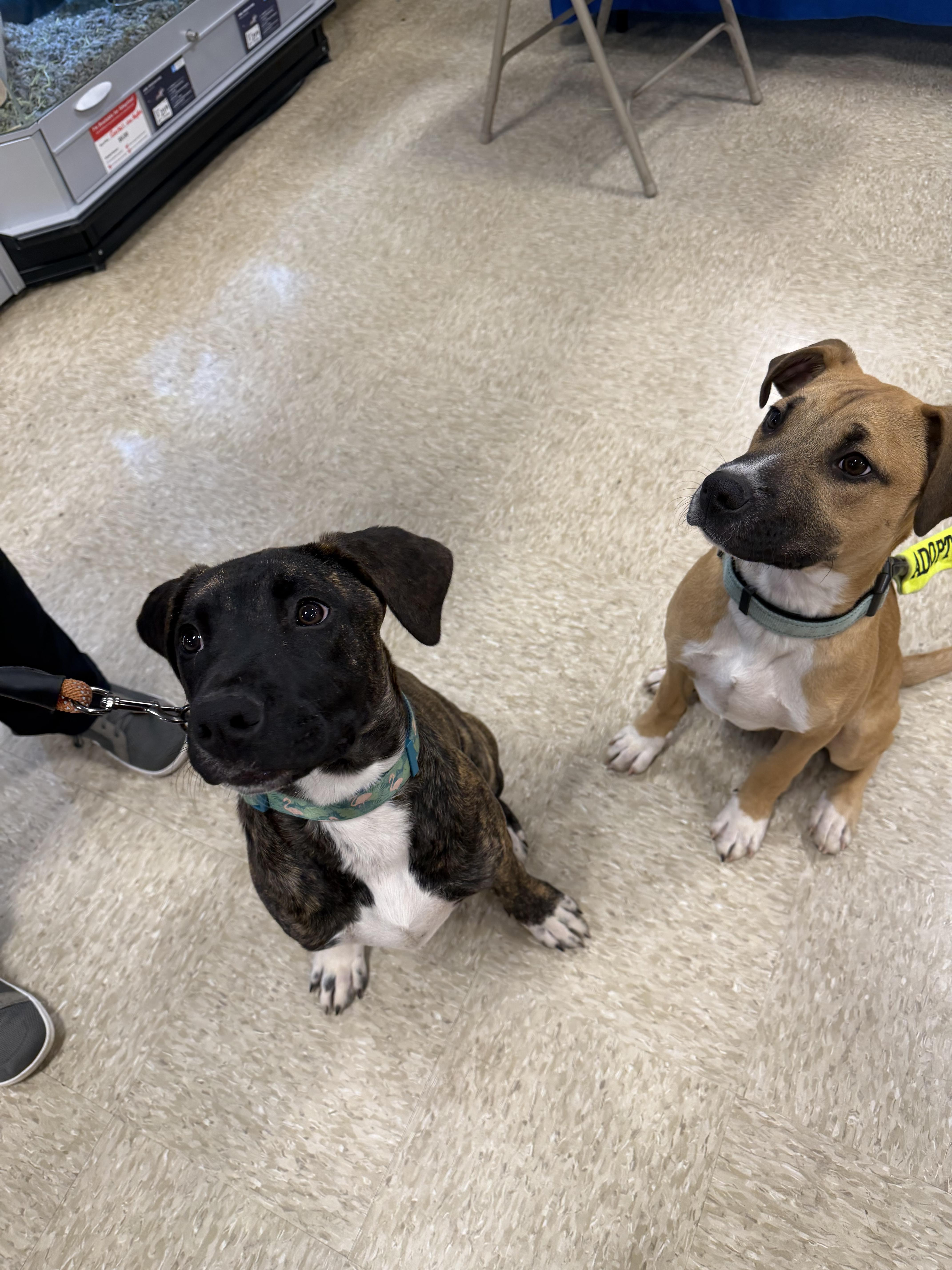 Enlarge Nile, a ADOPTABLE mixed breed in Waxhaw, NC image 6/6