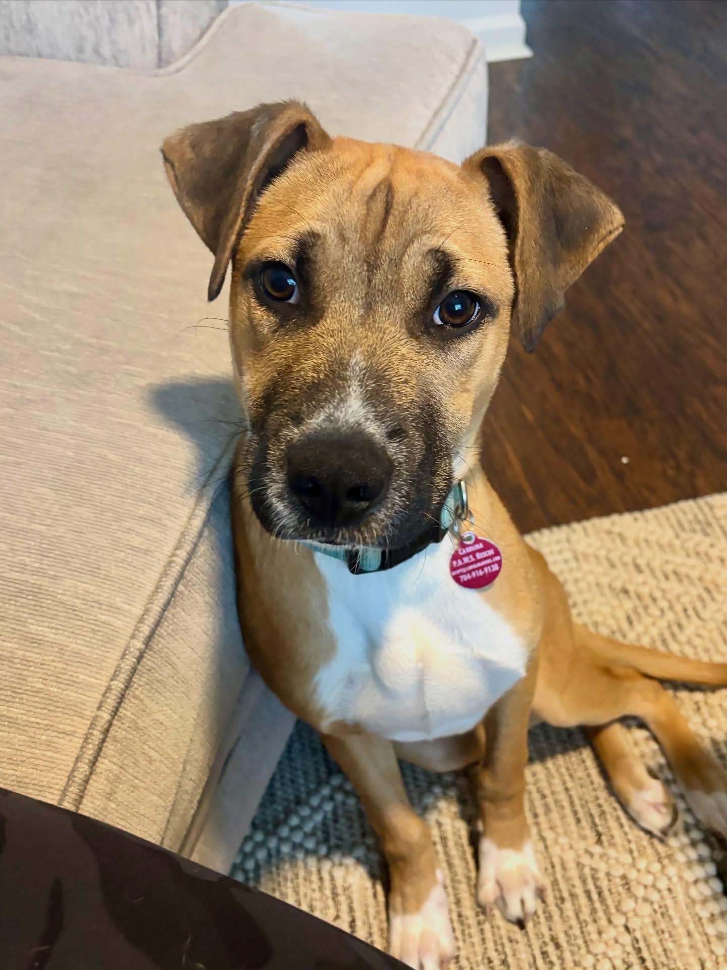 Enlarge Nile, a ADOPTABLE mixed breed in Waxhaw, NC image 1/5