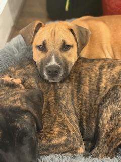 Enlarge Nile, a ADOPTABLE mixed breed in Waxhaw, NC image 4/6