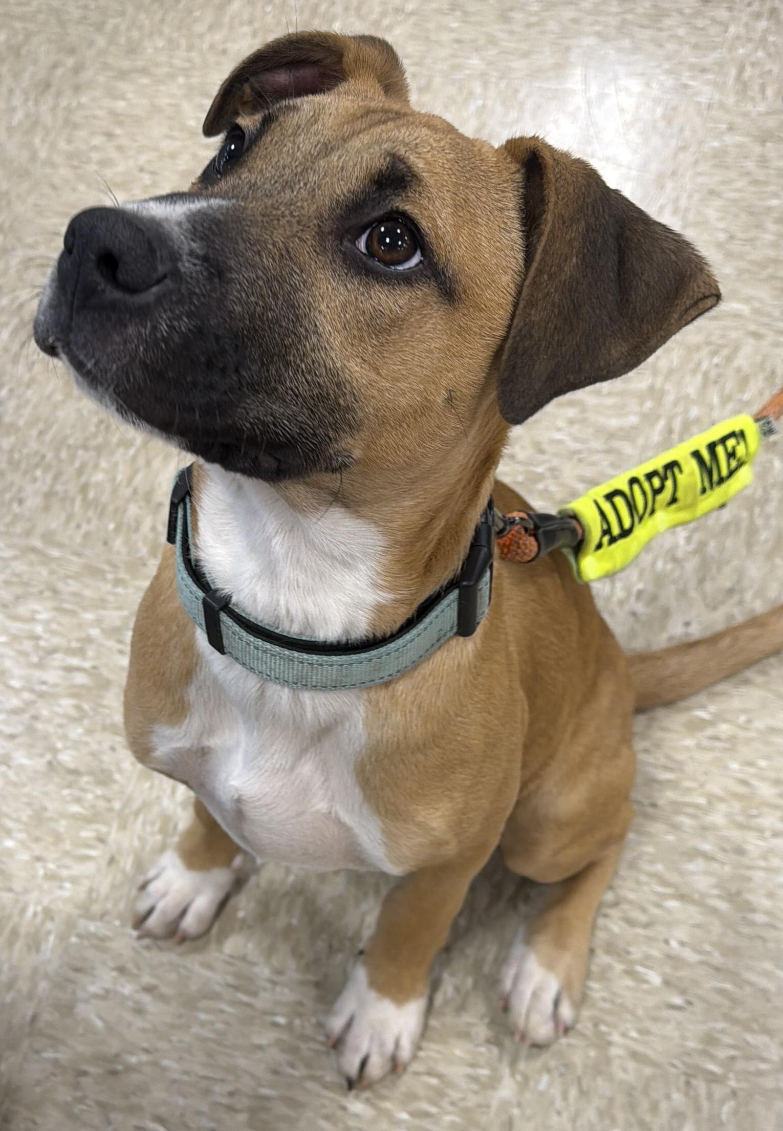 Enlarge Nile, a ADOPTABLE mixed breed in Waxhaw, NC image 2/6