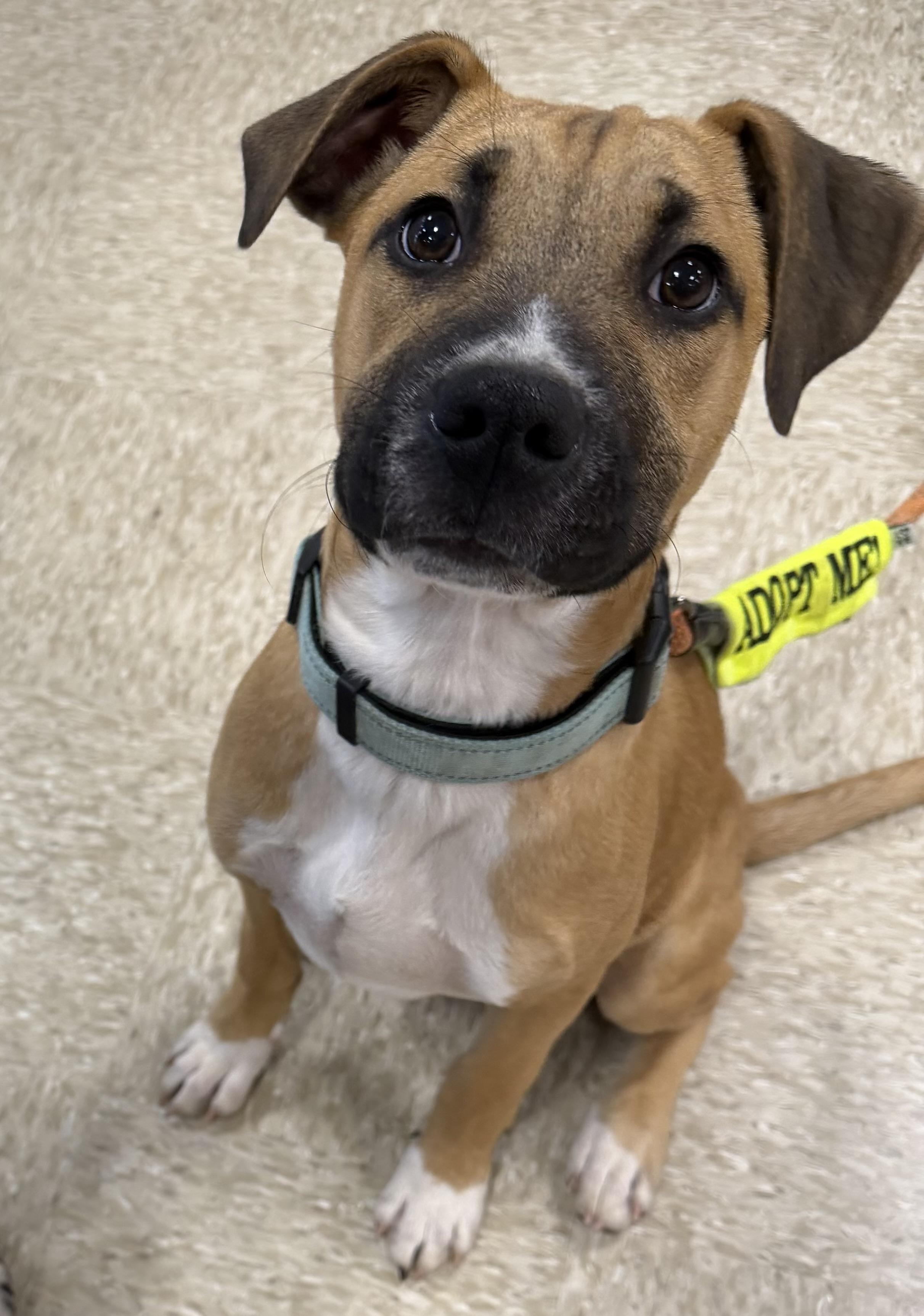 Nile, ADOPTABLE, Young Male Labrador Retriever & Hound.