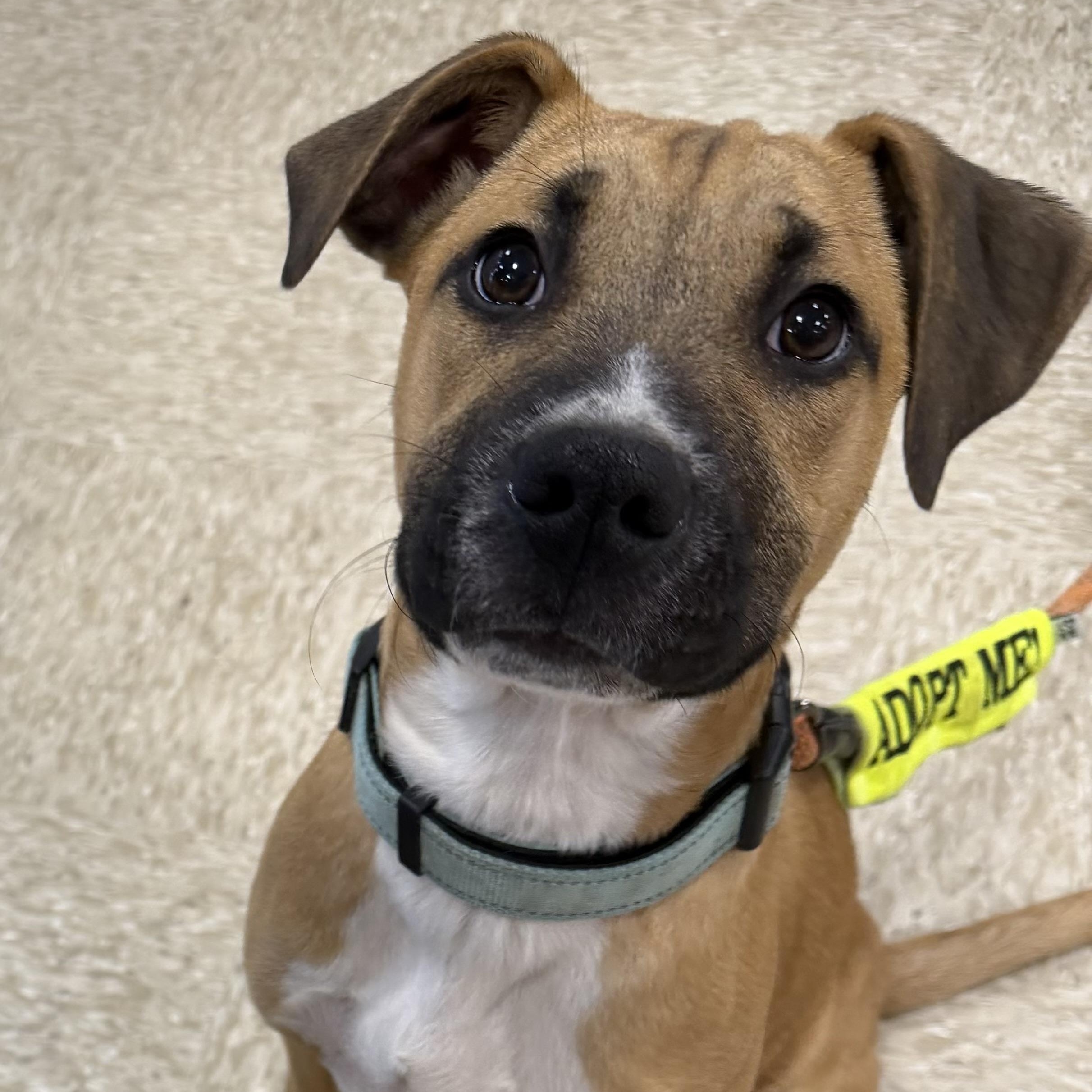 Enlarge Nile, a ADOPTABLE mixed breed in Waxhaw, NC image 2/5