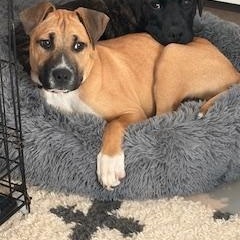 Enlarge Nile, a ADOPTABLE mixed breed in Waxhaw, NC image 5/5