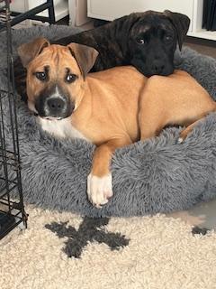 Enlarge Nile, a ADOPTABLE mixed breed in Waxhaw, NC image 5/6