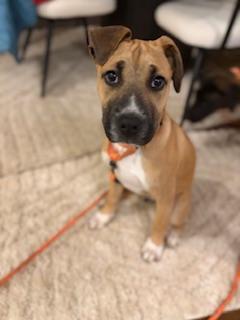 Enlarge Nile, a ADOPTABLE mixed breed in Waxhaw, NC image 3/6