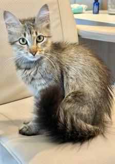 Enlarge COCA COLA, a Adoptable Domestic Long Hair in Miami, FL image 1/1