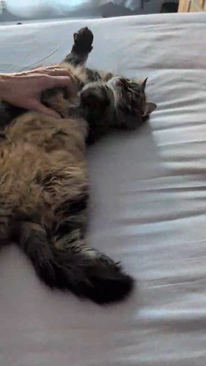 Enlarge Pepita, a Adoptable Domestic Medium Hair in Montreal, QC video 2/6