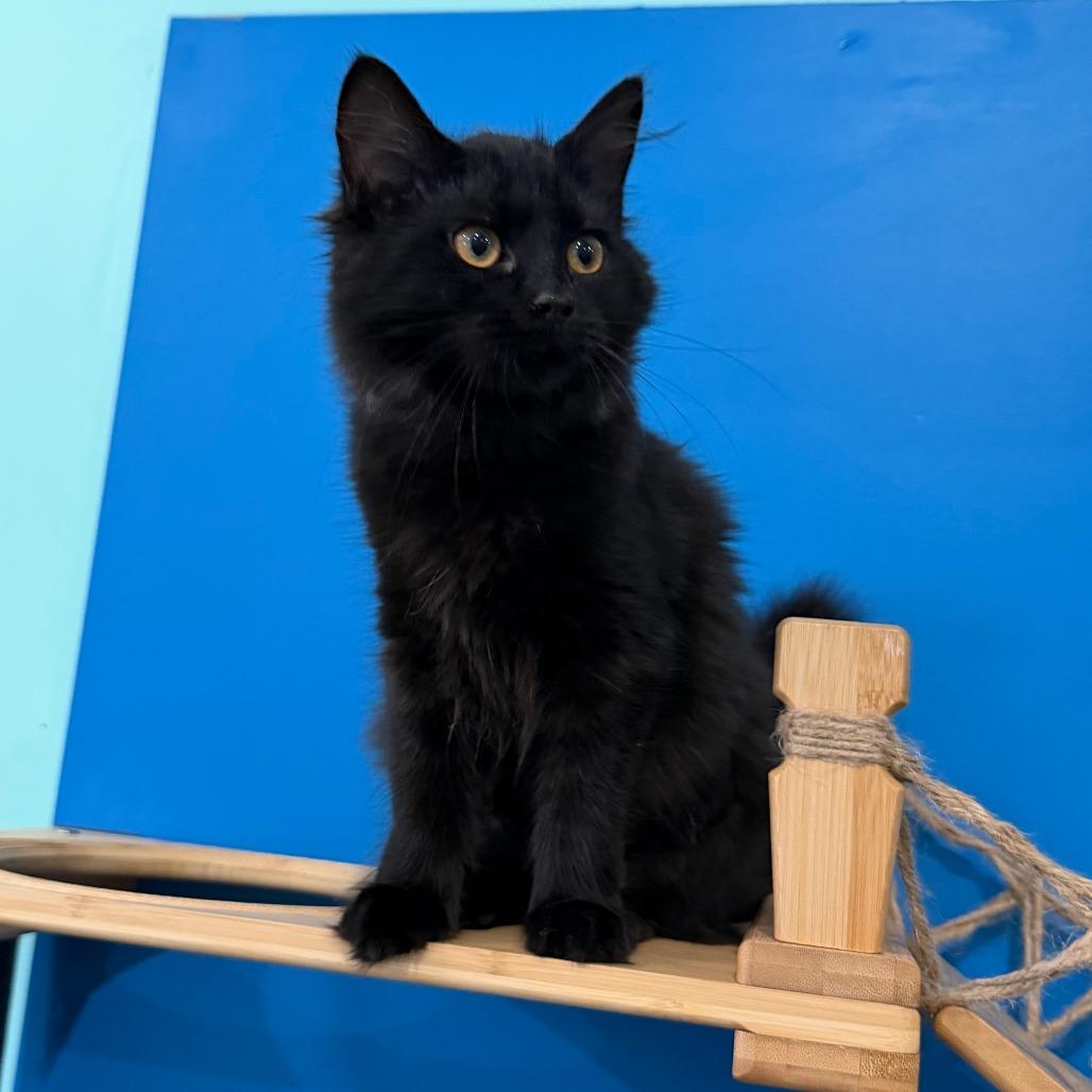 Pancake, a Adoptable Domestic Long Hair in Marion, VA image 2/5