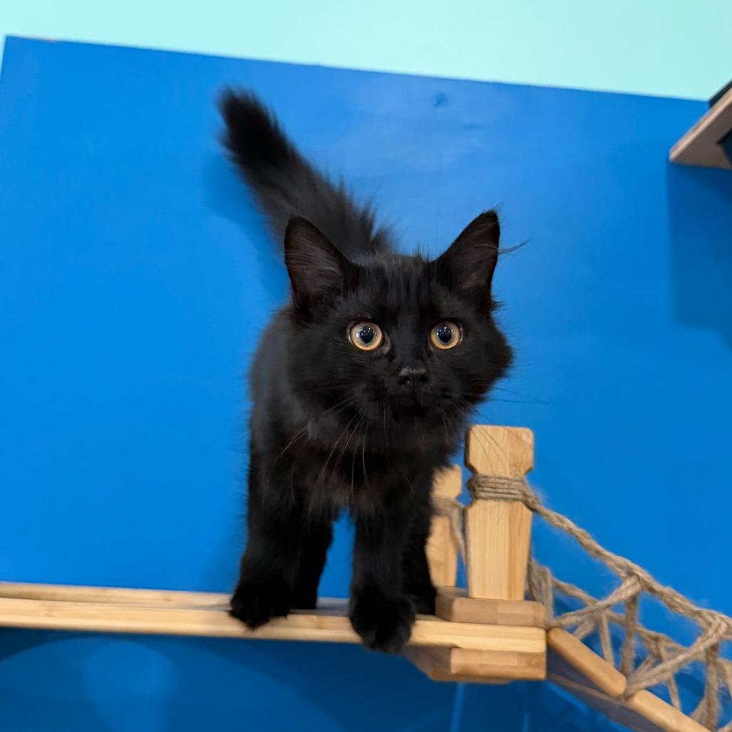 Pancake, a Adoptable Domestic Long Hair in Marion, VA image 3/5