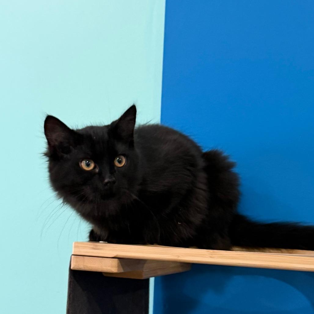 Pancake, a Adoptable Domestic Long Hair in Marion, VA image 4/5