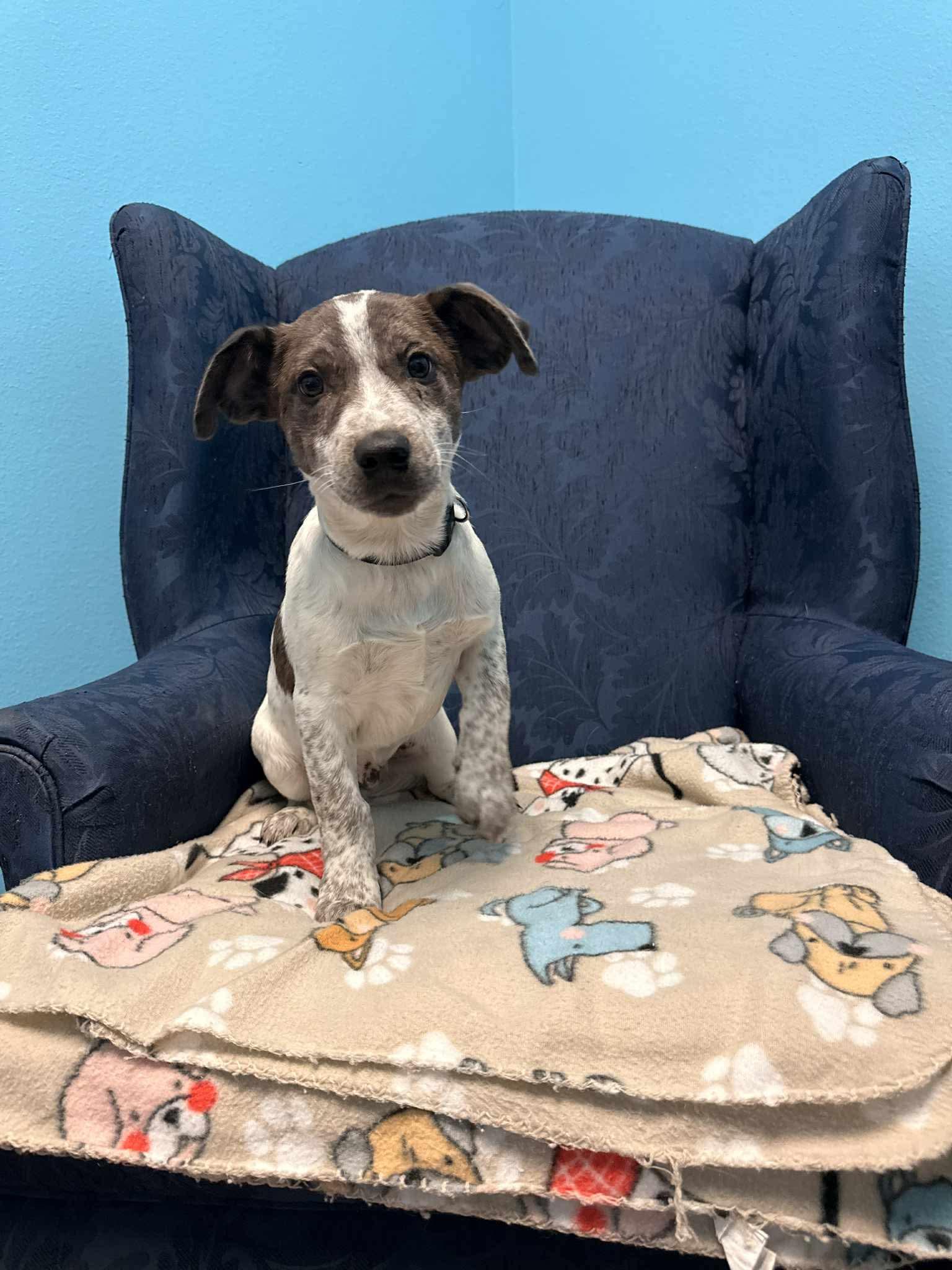 Enlarge Boone, a ADOPTABLE mixed breed in Walker, LA image 2/3