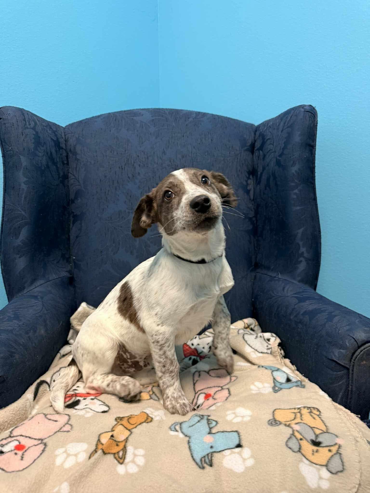 Enlarge Boone, a ADOPTABLE mixed breed in Walker, LA image 1/3