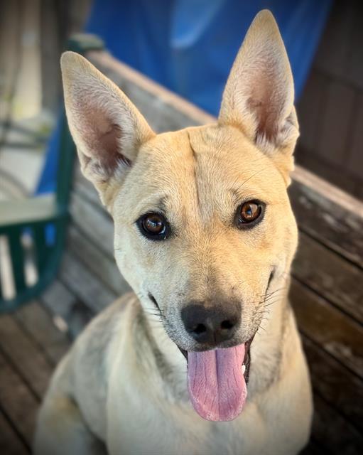 DIXIE PUP, Adoptable, Young Female Carolina Dog.
