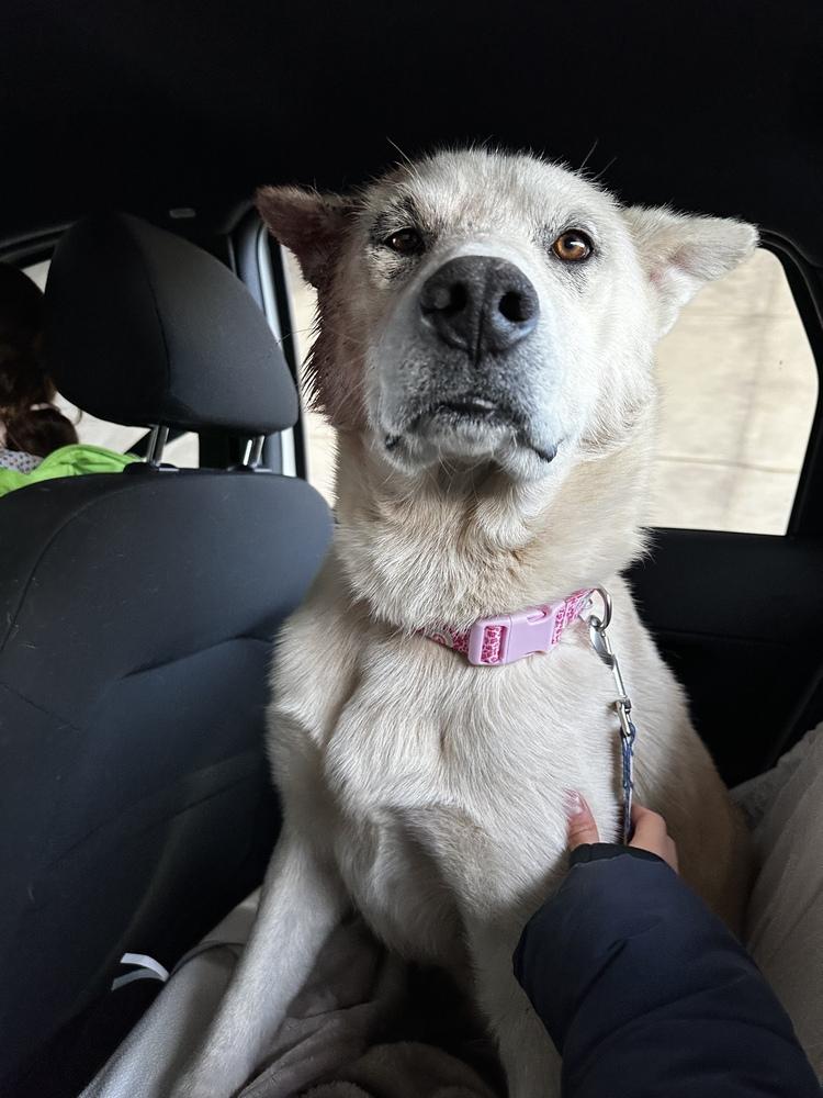 Tre, Adoptable, Adult Male Labrador Retriever & Husky.