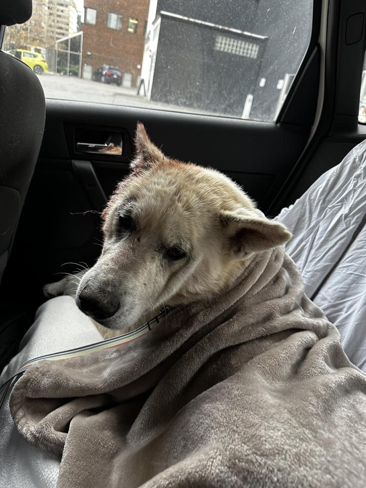 Tre, a Adoptable mixed breed in Calgary, AB image 2/5