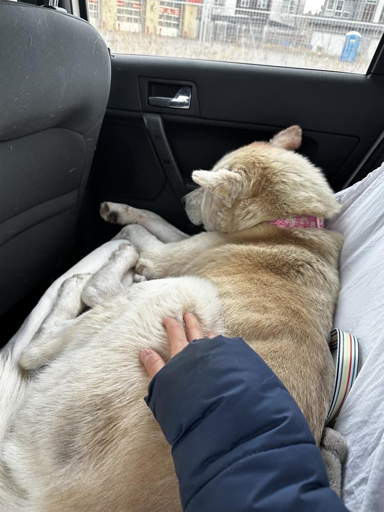 Tre, a Adoptable mixed breed in Calgary, AB image 3/5