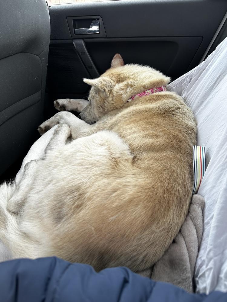 Tre, a Adoptable mixed breed in Calgary, AB image 4/5